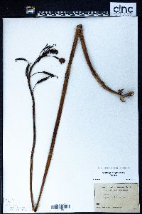 Spathoglottis plicata image