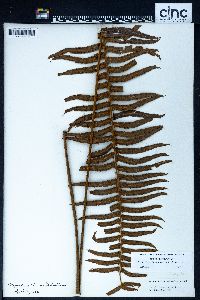 Nephrolepis hirsutula image