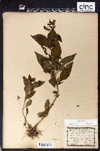 Mimulus alatus image