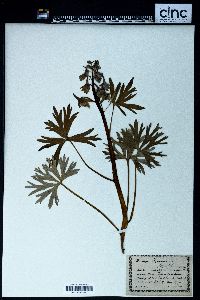 Delphinium tricorne image