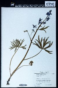 Delphinium tricorne image