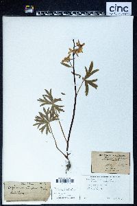 Delphinium tricorne image