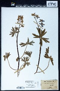 Delphinium tricorne image