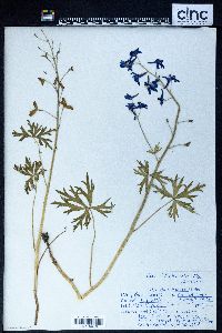 Delphinium tricorne image