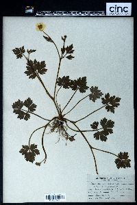 Ranunculus repens image