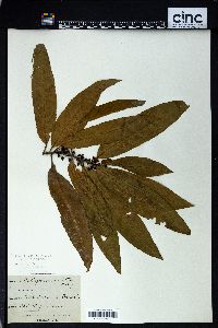 Image of Melicytus lanceolatus