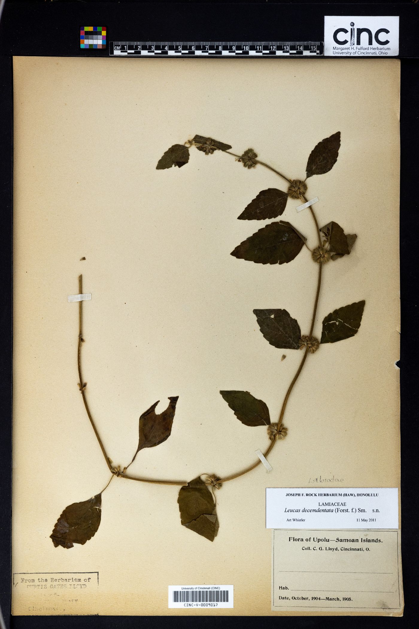 Leucas decemdentata image