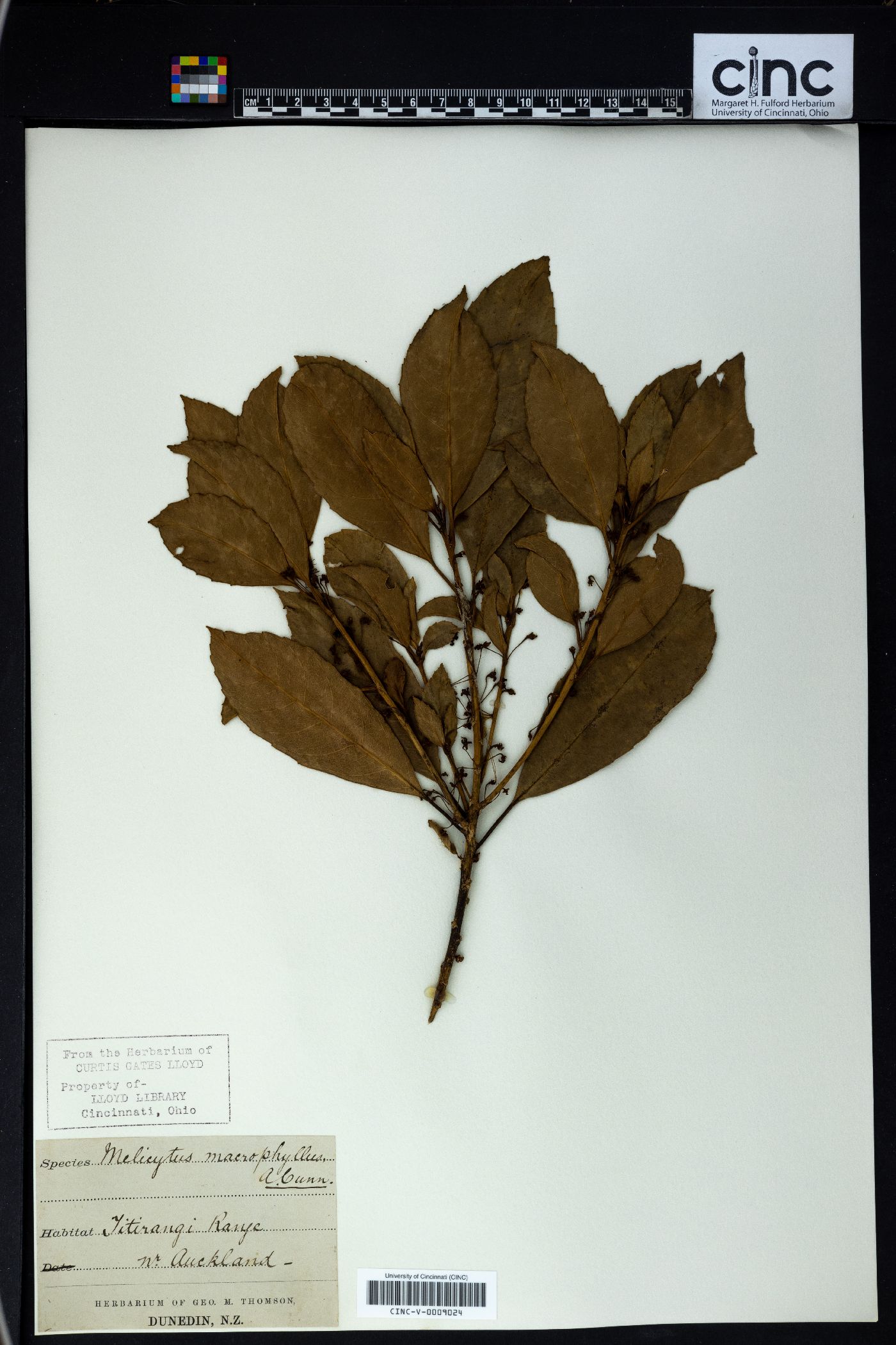 Melicytus macrophyllus image