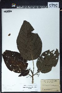 Image of Dendrocnide harveyi