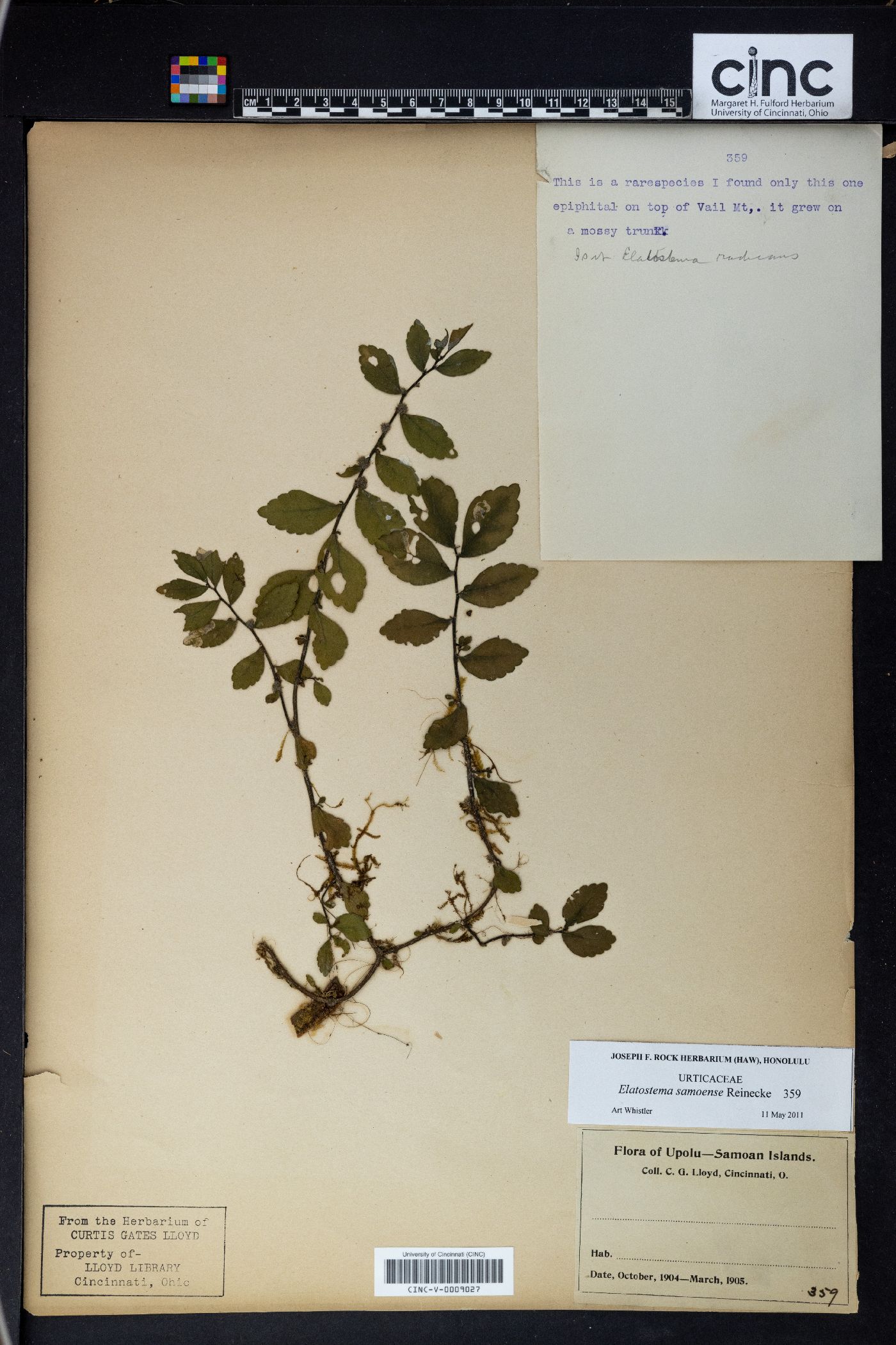 Elatostema samoense image