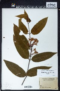 Phaleria glabra image