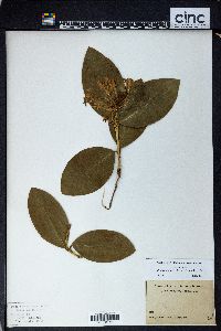Phaleria glabra image