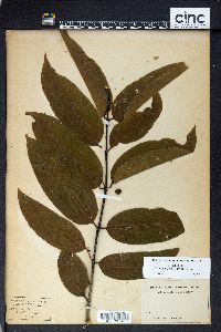 Phaleria glabra image