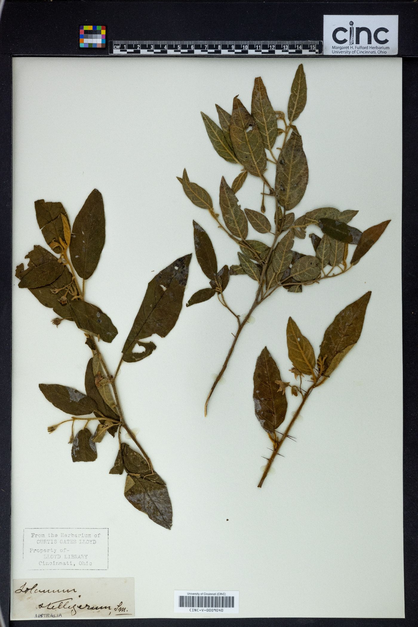 Solanum stelligerum image