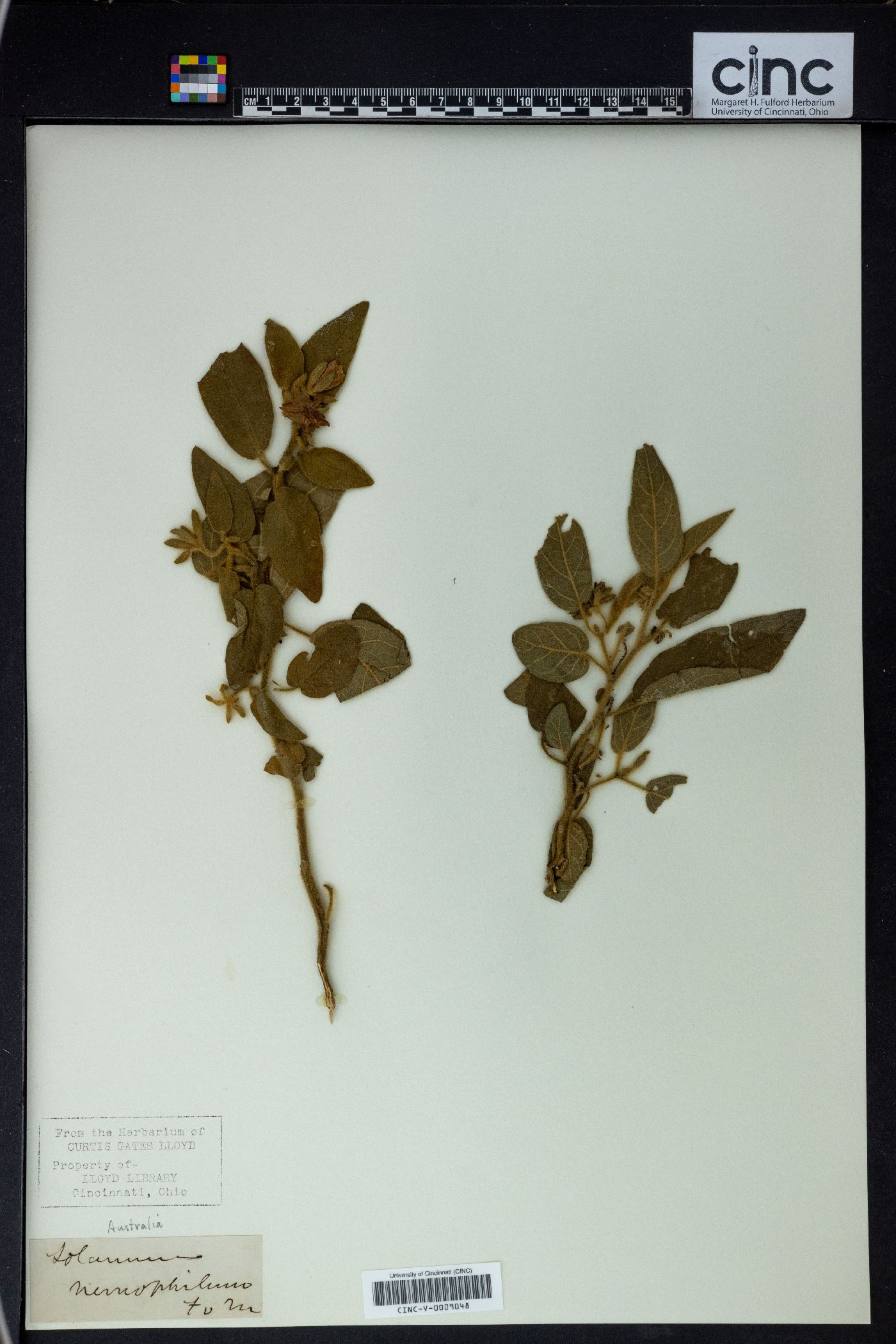 Solanum nemophilum image