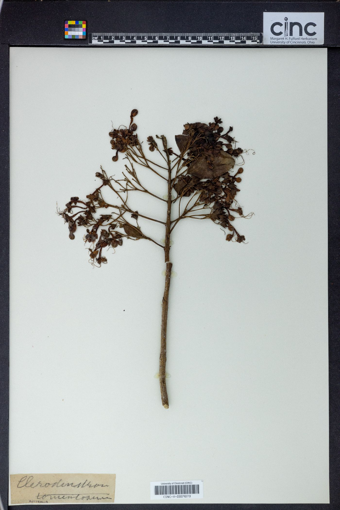 Clerodendrum tomentosum image