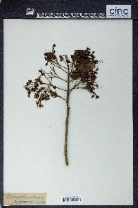 Clerodendrum tomentosum image
