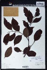 Glochidion ramiflorum image