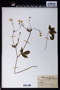 Ranunculus septentrionalis image