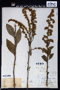 Solidago patula image