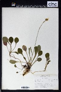 Packera obovata image