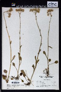 Packera obovata image