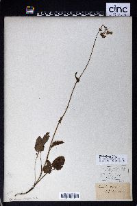 Packera obovata image