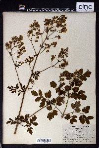 Thalictrum polygamum image