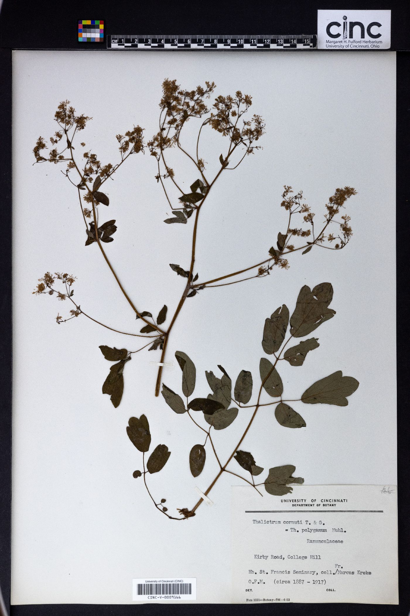 Thalictrum cornuti image