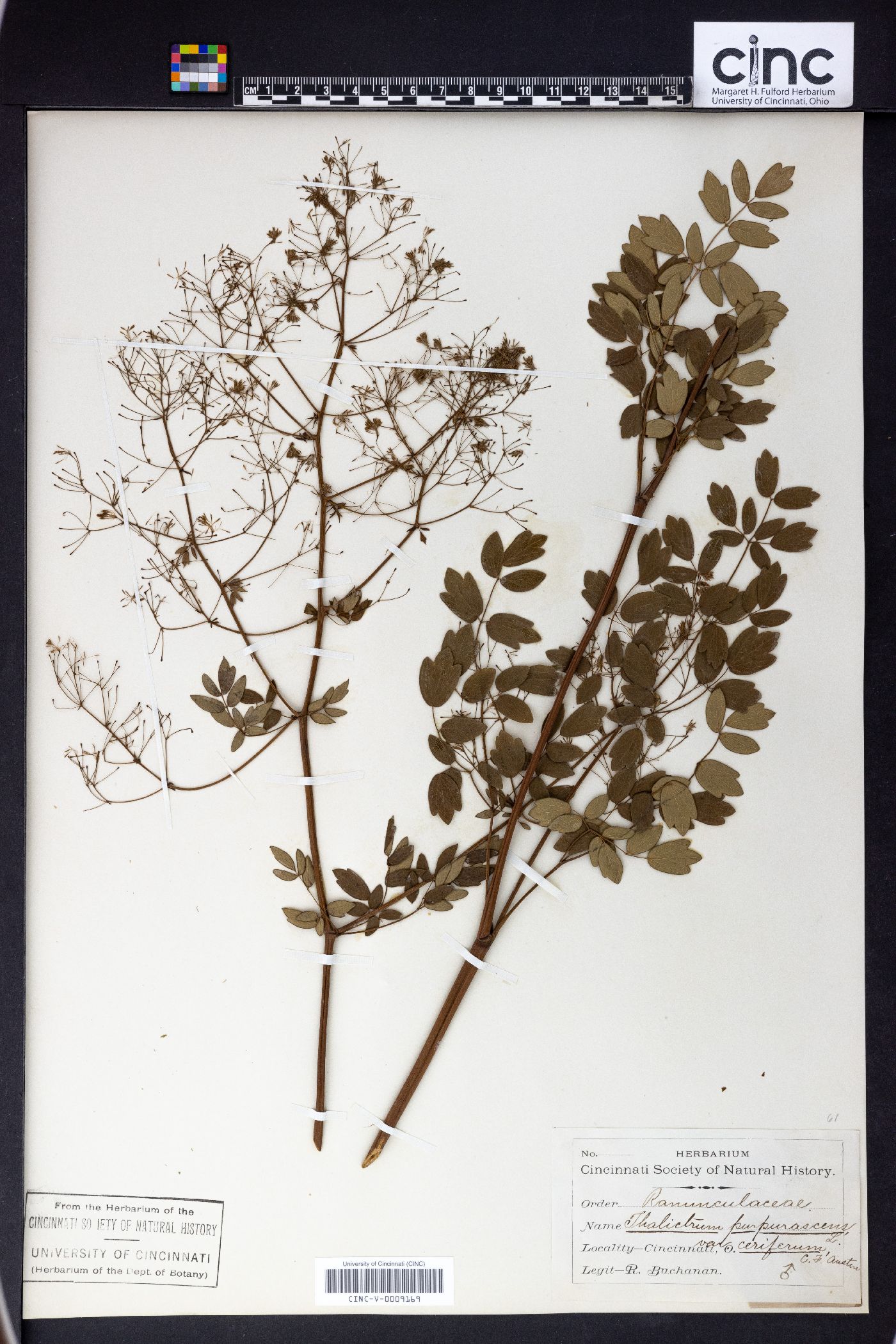 Thalictrum purpurascens image