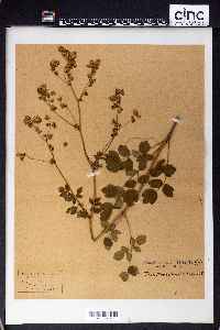 Thalictrum purpurascens image