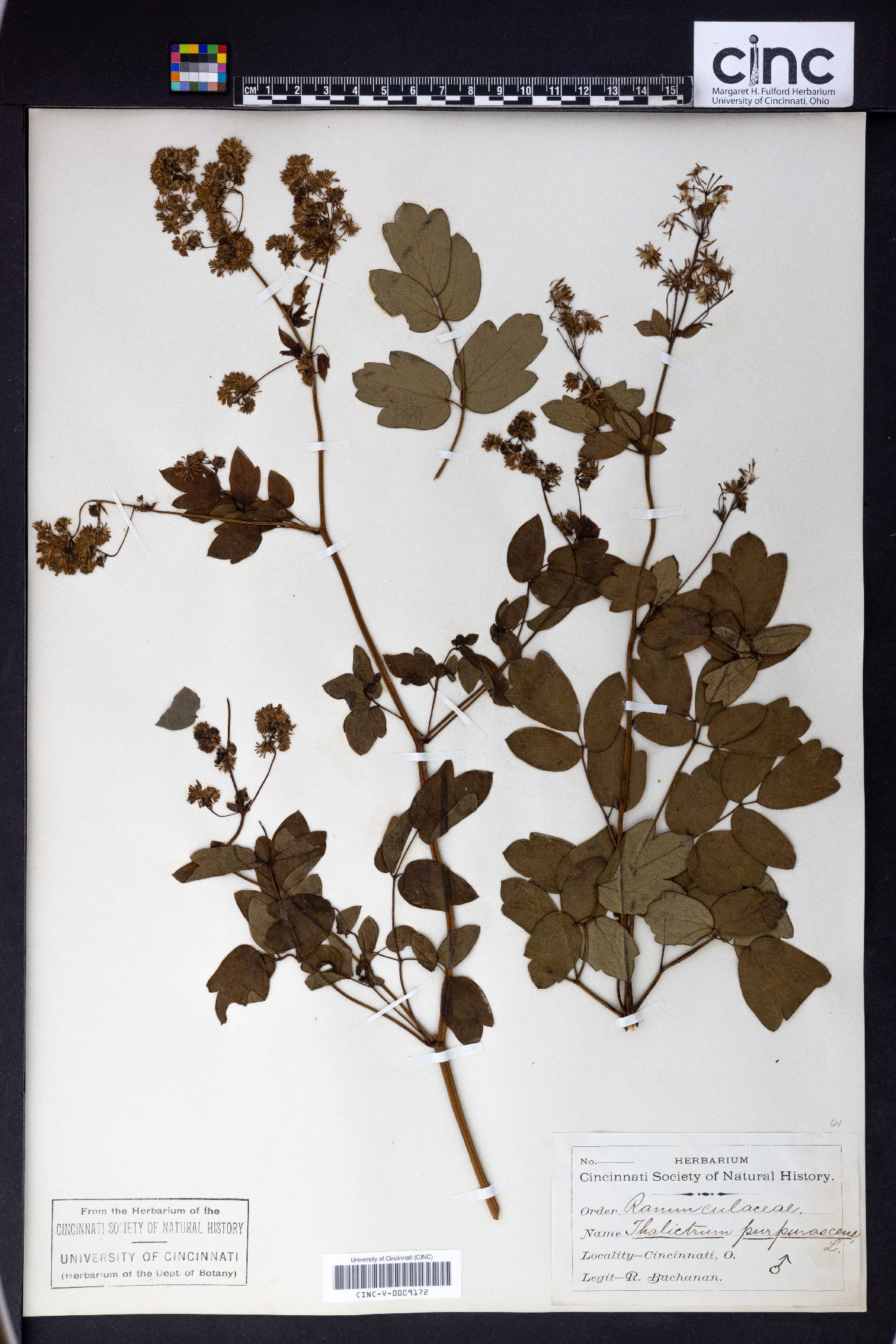 Thalictrum purpurascens image