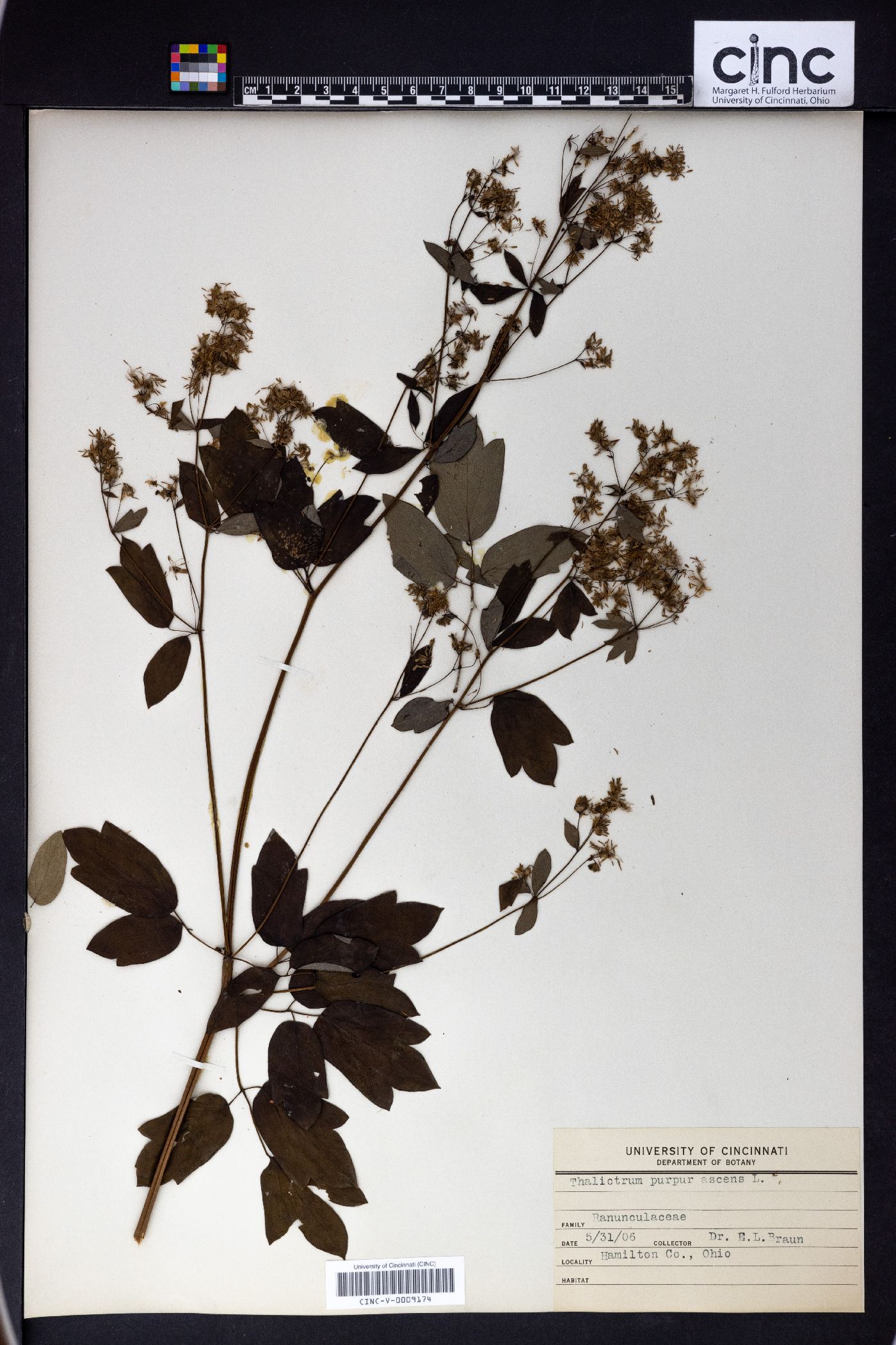 Thalictrum purpurascens image