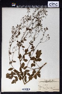 Thalictrum purpurascens image