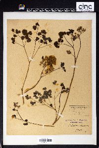 Thalictrum dioicum image