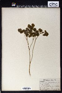 Thalictrum dioicum image