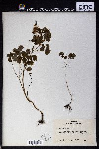 Thalictrum dioicum image