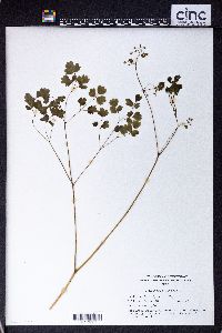 Thalictrum dioicum image