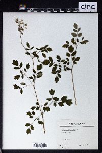 Thalictrum amphibolum image