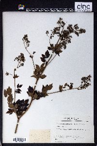 Thalictrum coriaceum image