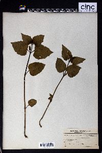 Mirabilis nyctaginea image