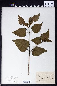 Mirabilis nyctaginea image