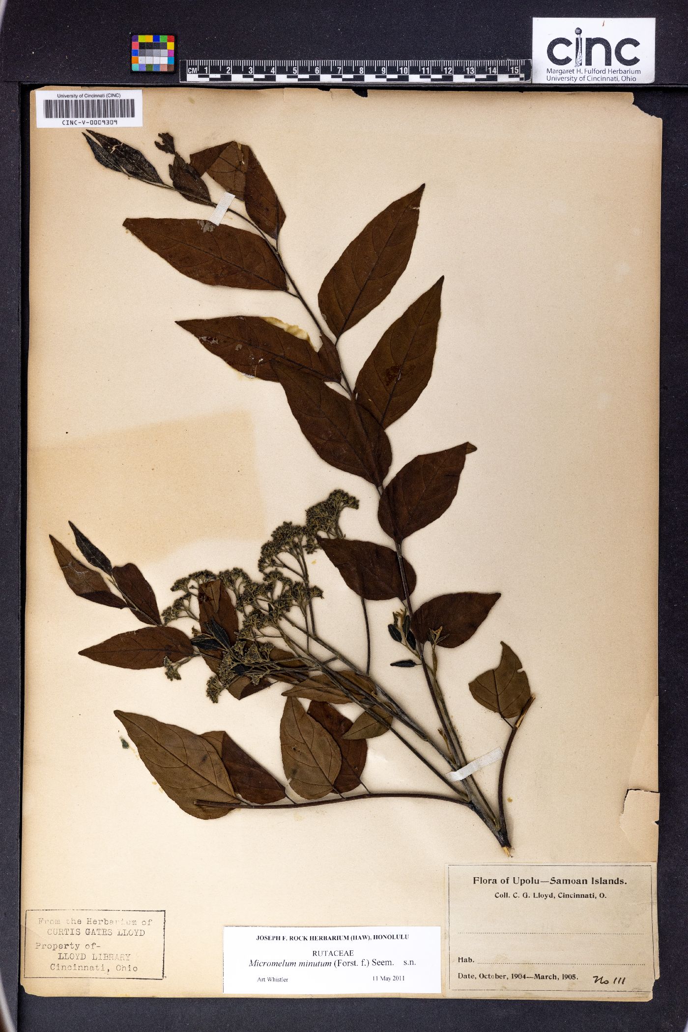 Micromelum minutum image
