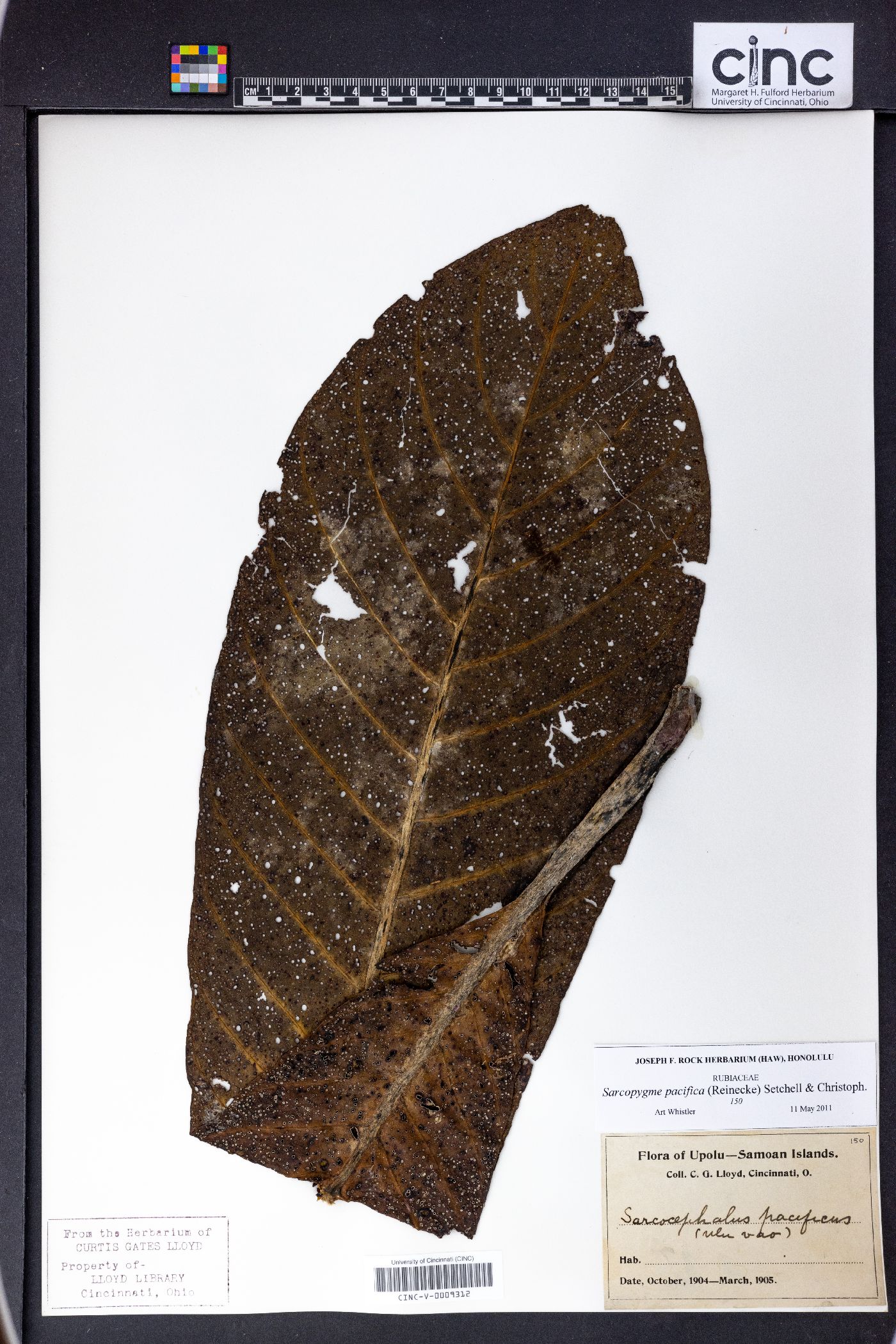 Sarcopygme pacifica image