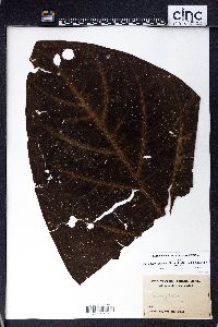 Sarcopygme pacifica image