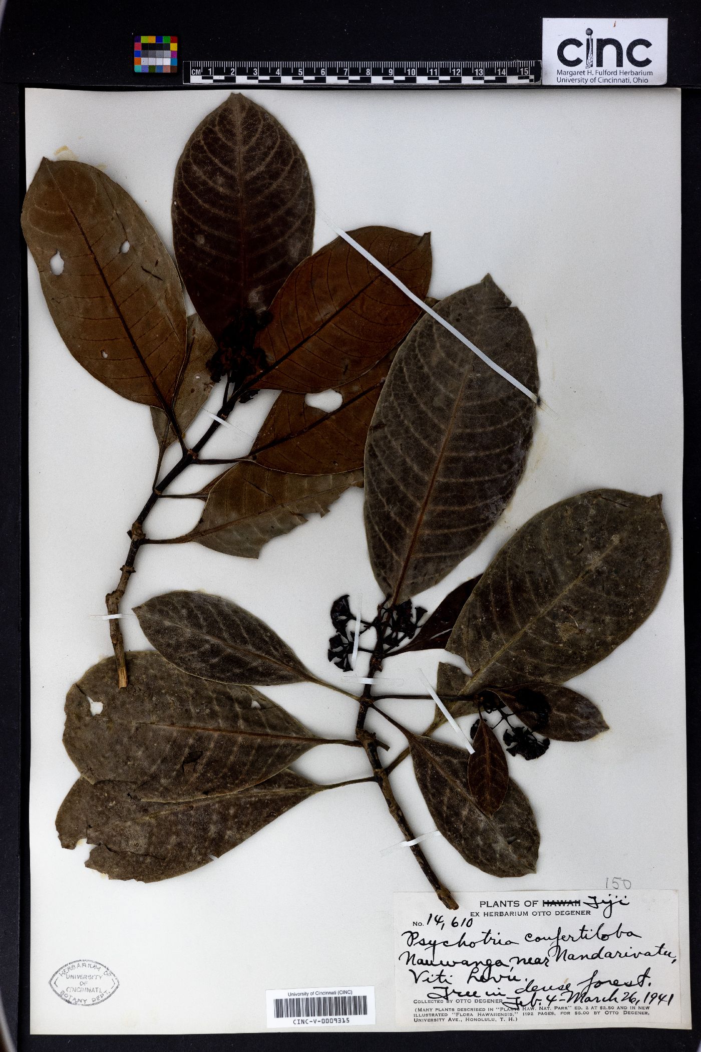 Psychotria confertiloba image