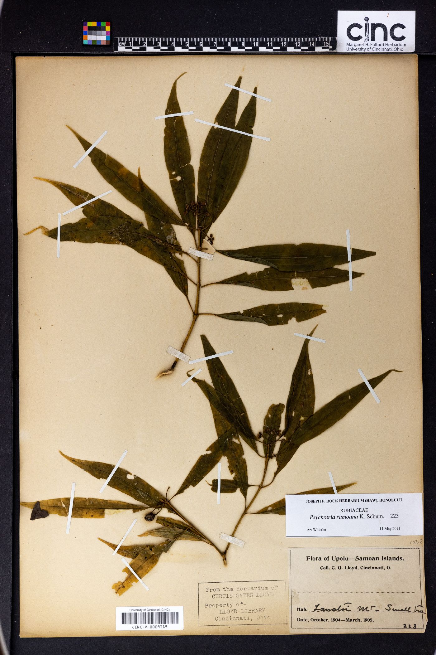 Eumachia samoana image