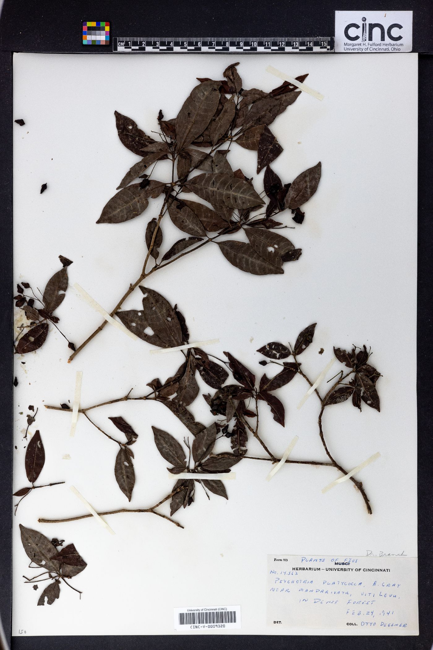 Psychotria platycocca image