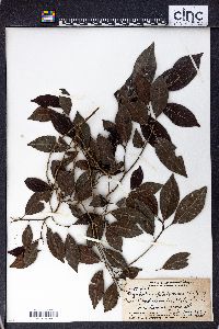 Psychotria platycocca image