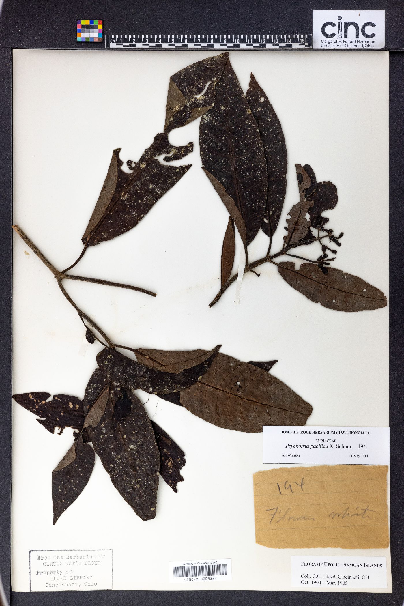 Psychotria pacifica image